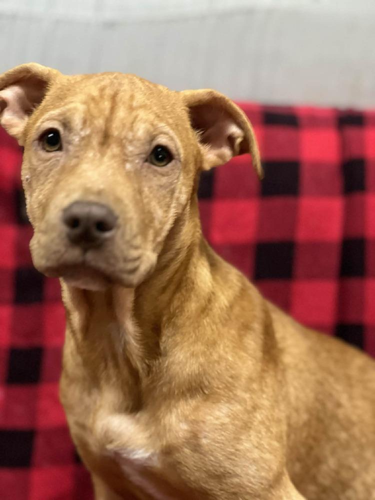 Enlarge Raya, a Adoptable mixed breed in Wendell, NC image 5/6