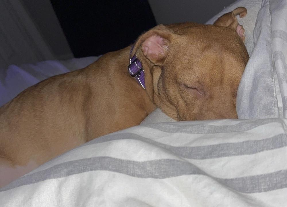 Enlarge Raya, a Adoptable mixed breed in Wendell, NC image 4/6