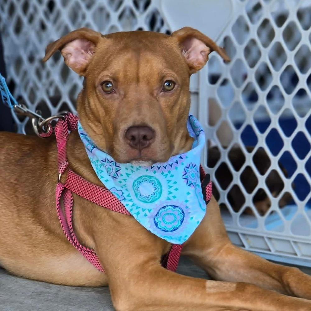 Enlarge Raya, a Adoptable mixed breed in Wendell, NC image 5/6