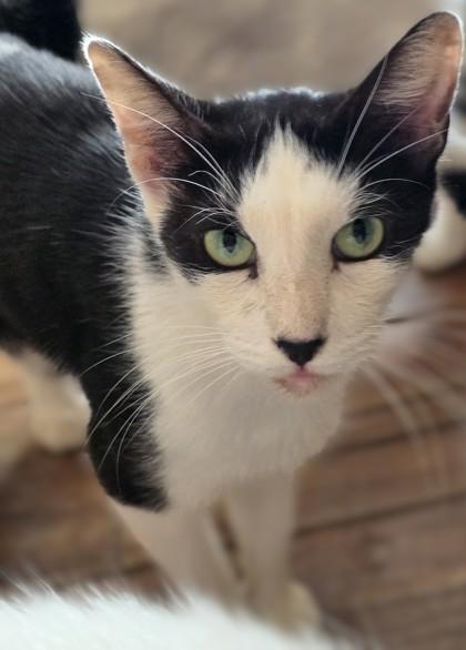 Cheech — thumbnail 2