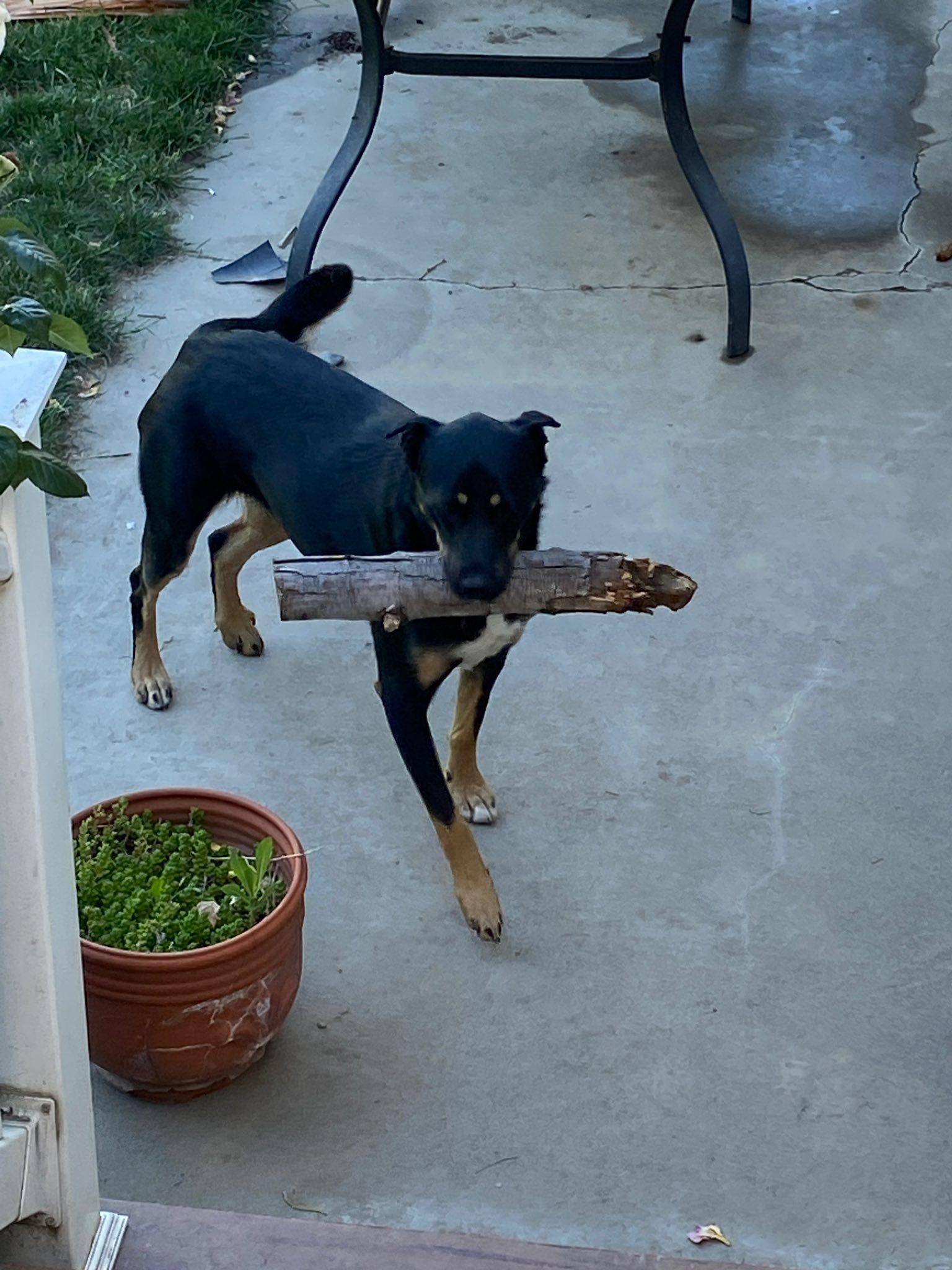 Enlarge Cadence, a Adoptable mixed breed in West Richland, WA image 3/6