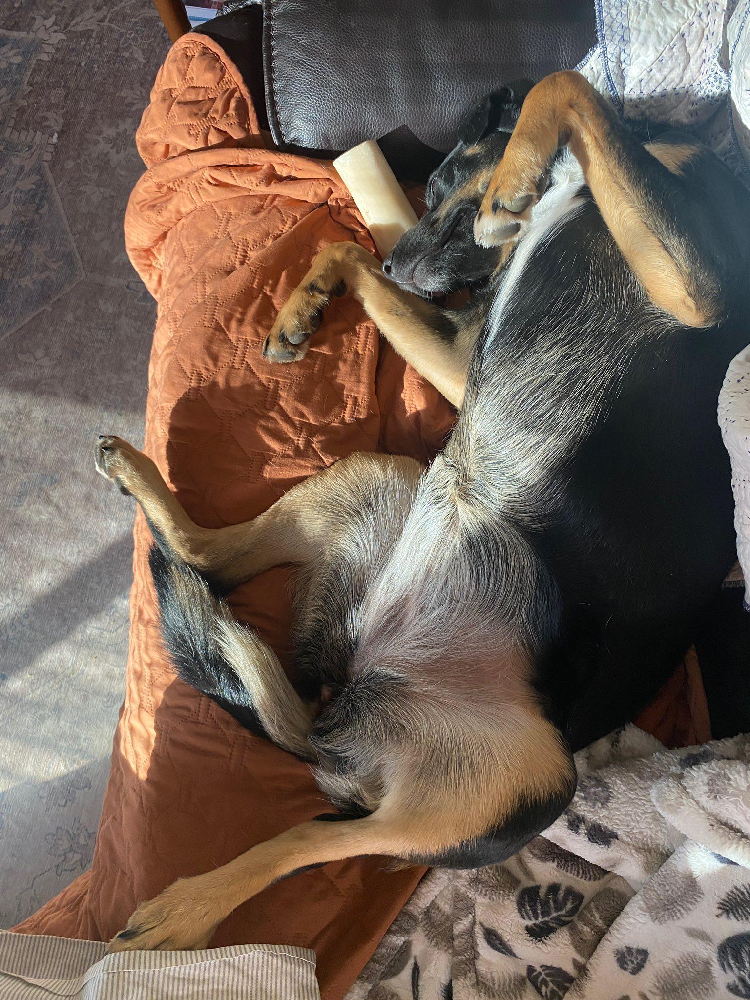 Enlarge Cadence, a Adoptable mixed breed in West Richland, WA image 4/6