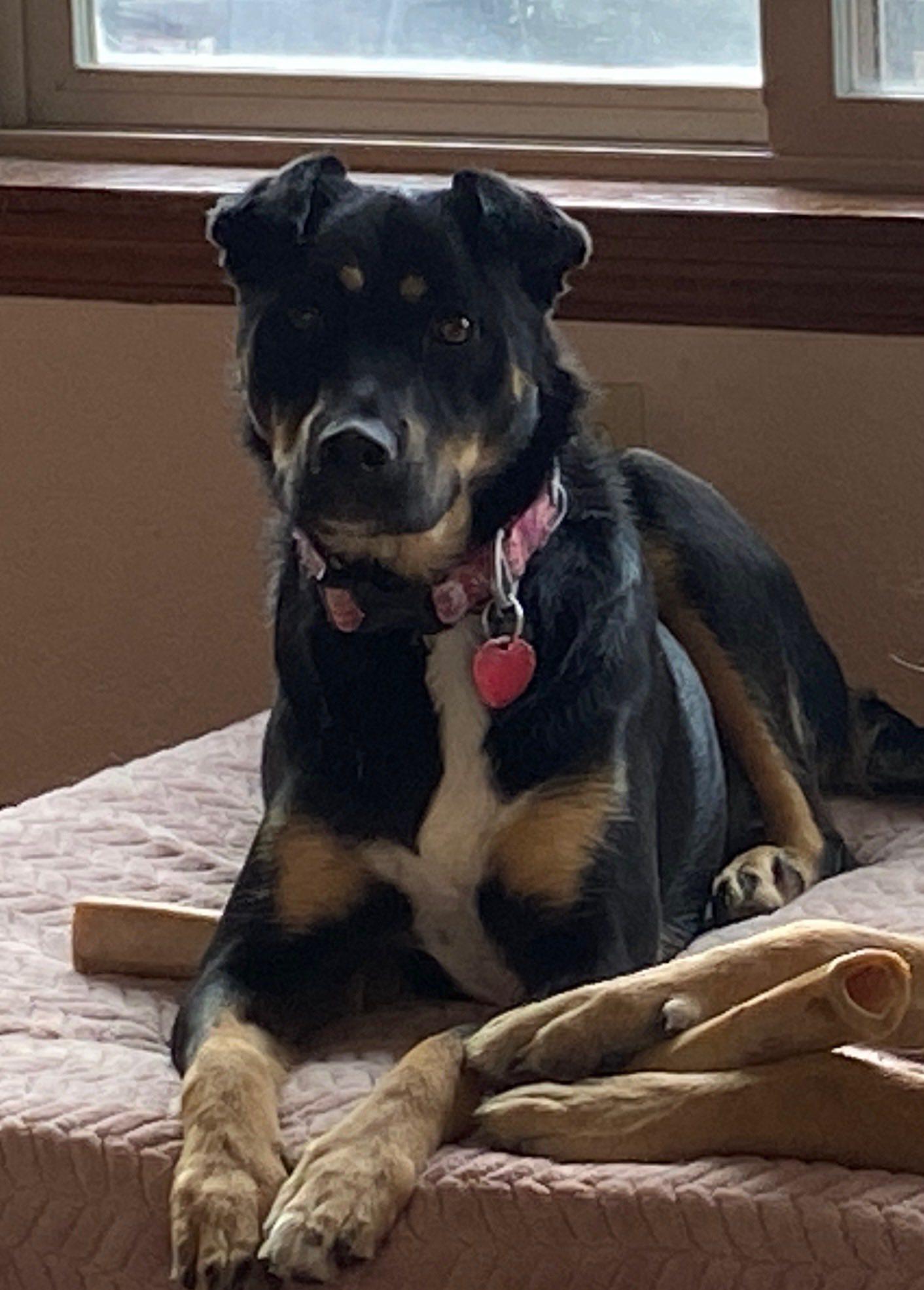 Enlarge Cadence, a Adoptable mixed breed in West Richland, WA image 5/6