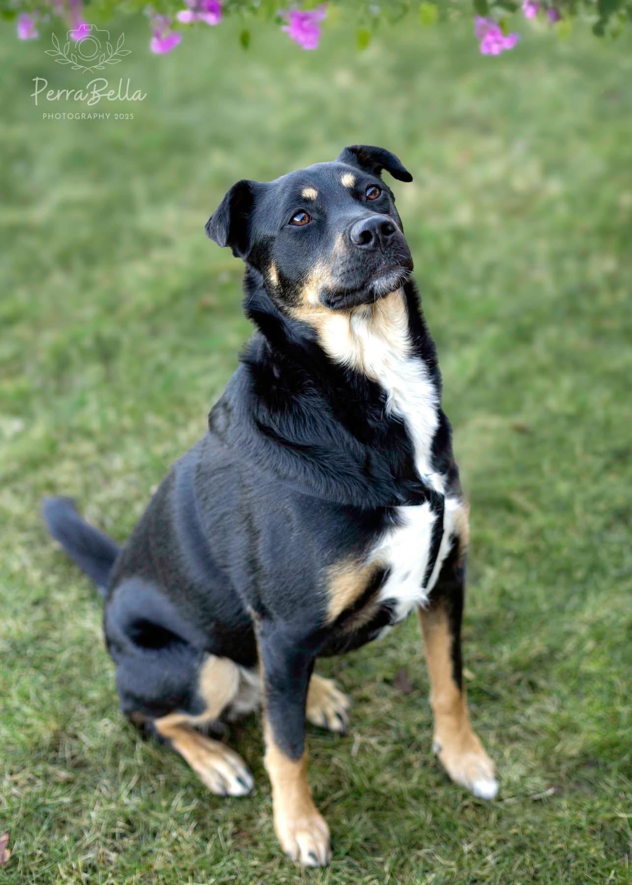 Enlarge Cadence, a Adoptable mixed breed in West Richland, WA image 6/6
