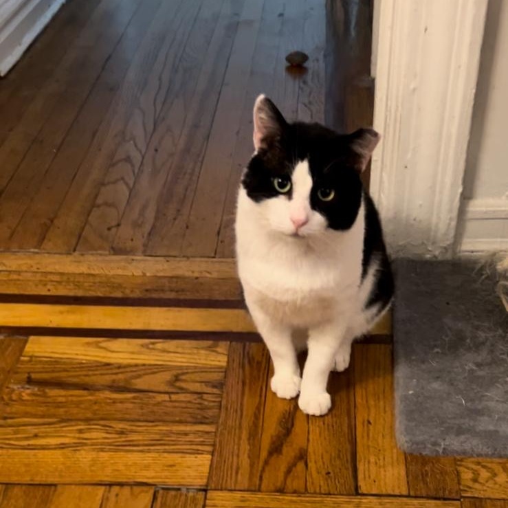 Enlarge Sylvester, a Adopted Domestic Short Hair in Brooklyn, NY image 3/6