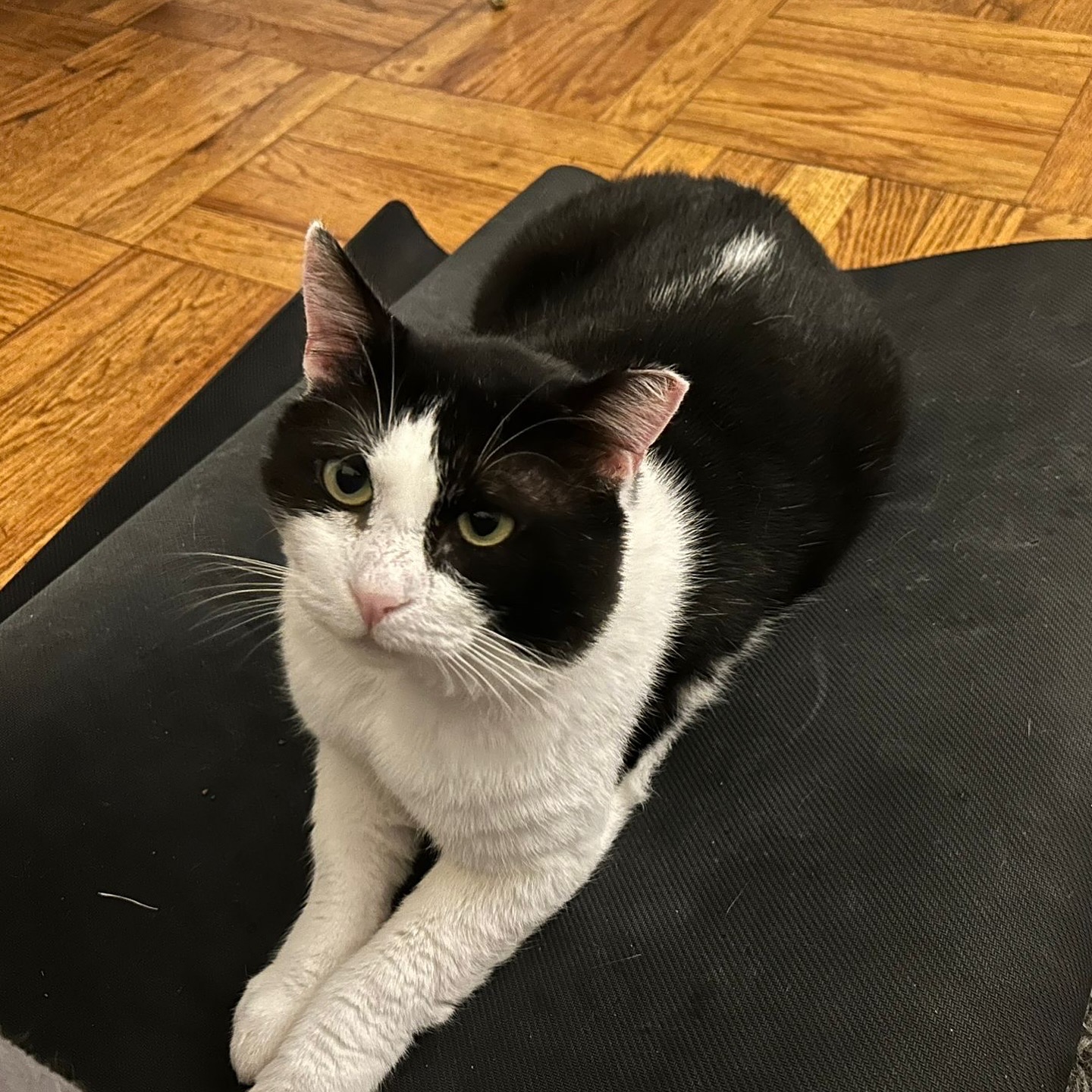 Enlarge Sylvester, a Adopted Domestic Short Hair in Brooklyn, NY image 2/6