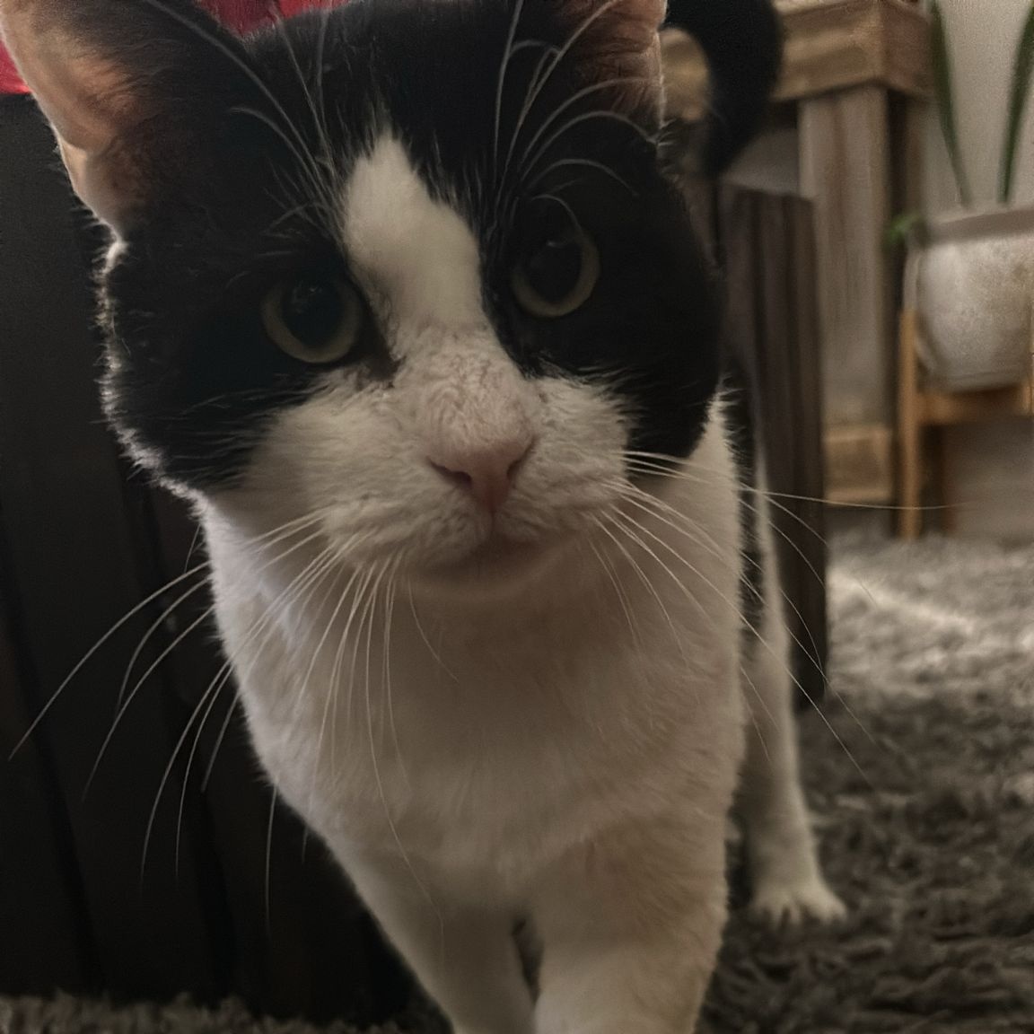 Enlarge Sylvester, a Adopted Domestic Short Hair in Brooklyn, NY image 1/6