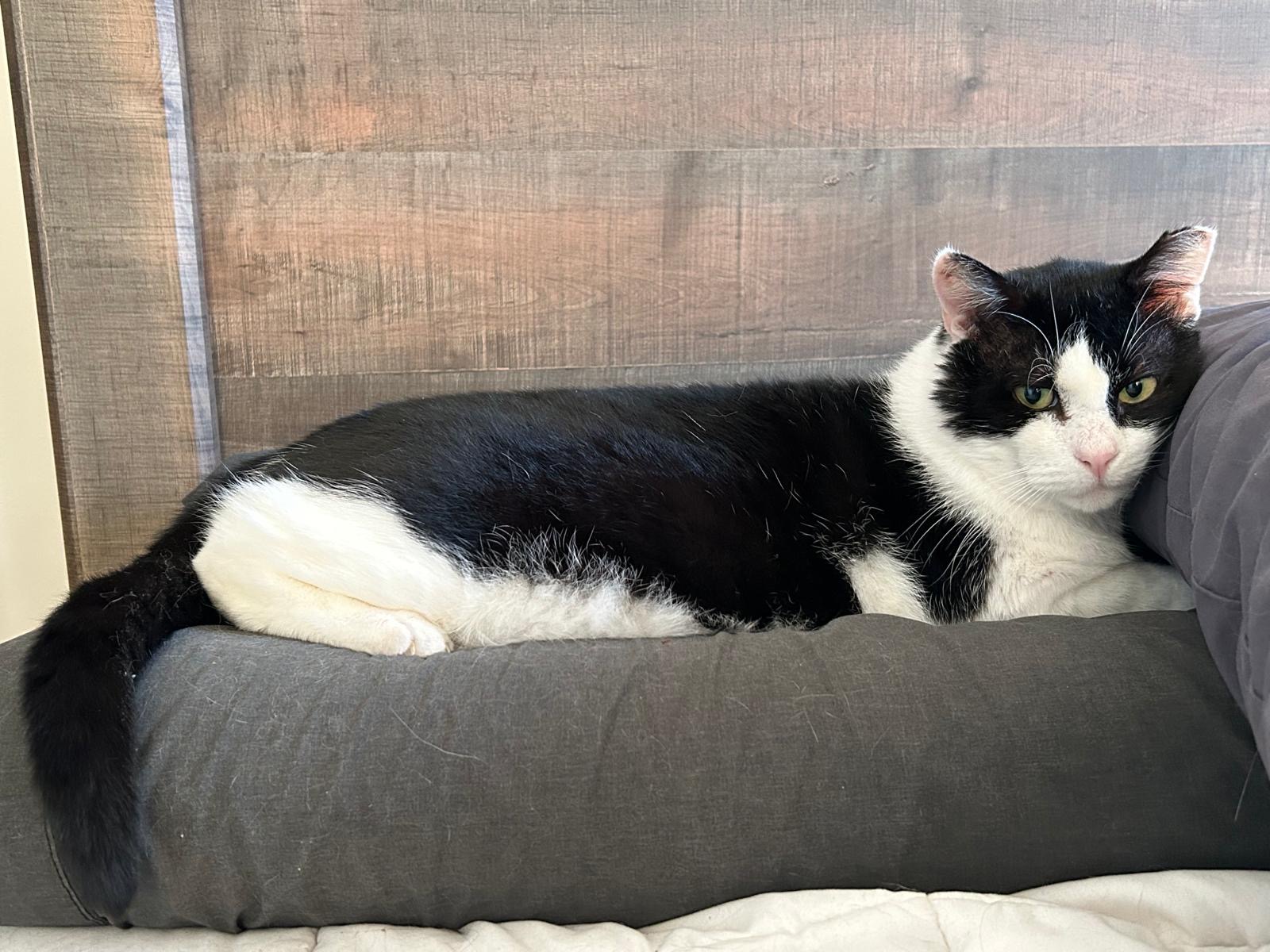 Enlarge Sylvester, a Adopted Domestic Short Hair in Brooklyn, NY image 4/6