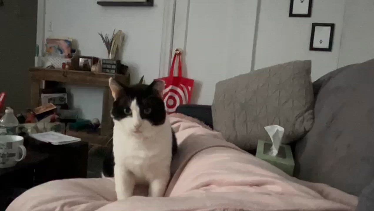 Enlarge Sylvester, a Adopted Domestic Short Hair in Brooklyn, NY video 6/6