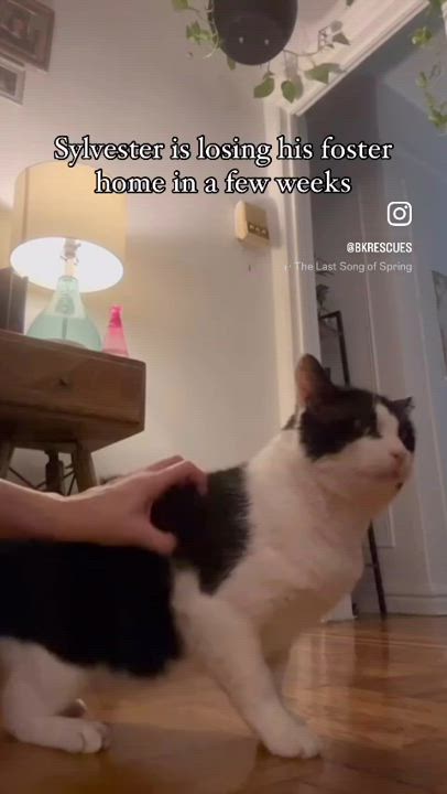 Enlarge Sylvester, a Adopted Domestic Short Hair in Brooklyn, NY video 5/6