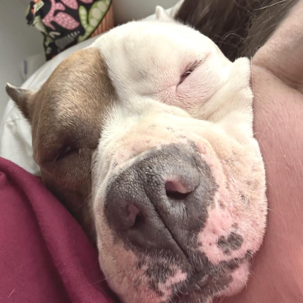 Enlarge Merci, a Adoptable American Staffordshire Terrier in Potomac, MD image 1/6