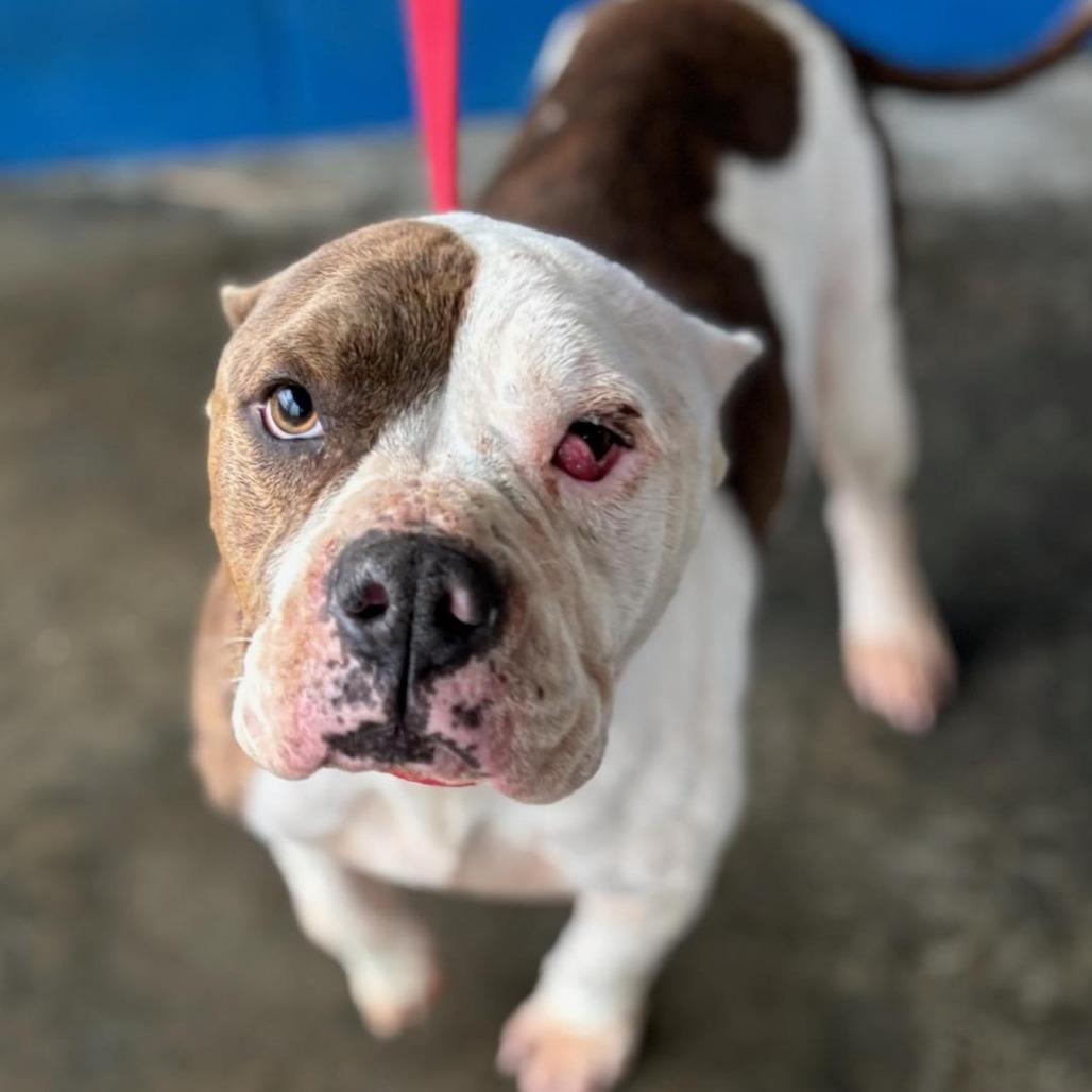 Enlarge Merci, a Adoptable American Staffordshire Terrier in Potomac, MD image 2/6