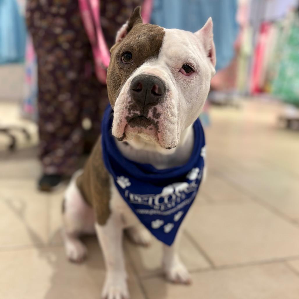 Enlarge Merci, a Adoptable American Staffordshire Terrier in Potomac, MD image 2/6