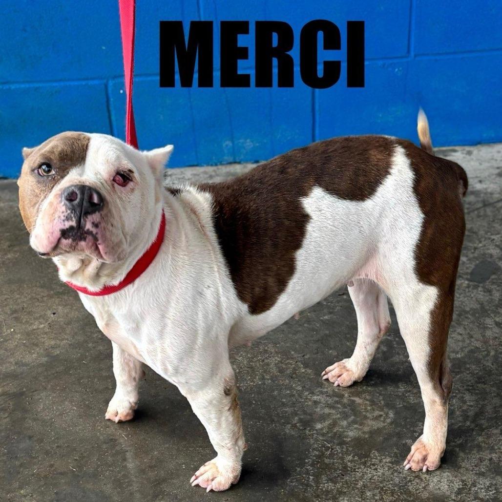 Enlarge Merci, a Adoptable American Staffordshire Terrier in Potomac, MD image 3/6