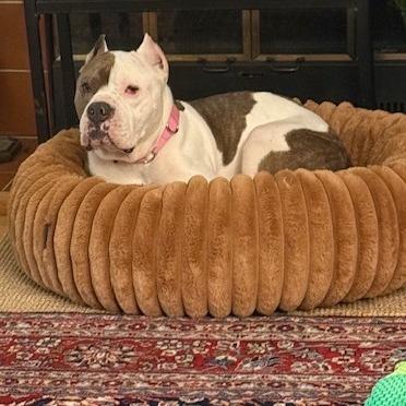 Enlarge Merci, a Adoptable American Staffordshire Terrier in Potomac, MD image 3/6