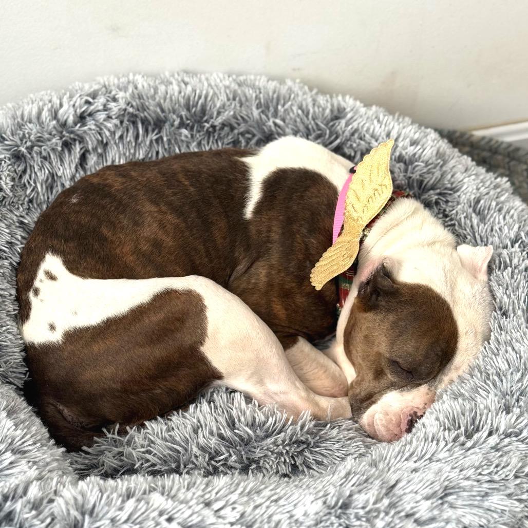 Enlarge Merci, a Adoptable American Staffordshire Terrier in Potomac, MD image 4/6