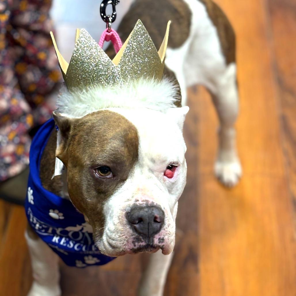 Enlarge Merci, a Adoptable American Staffordshire Terrier in Potomac, MD image 5/6