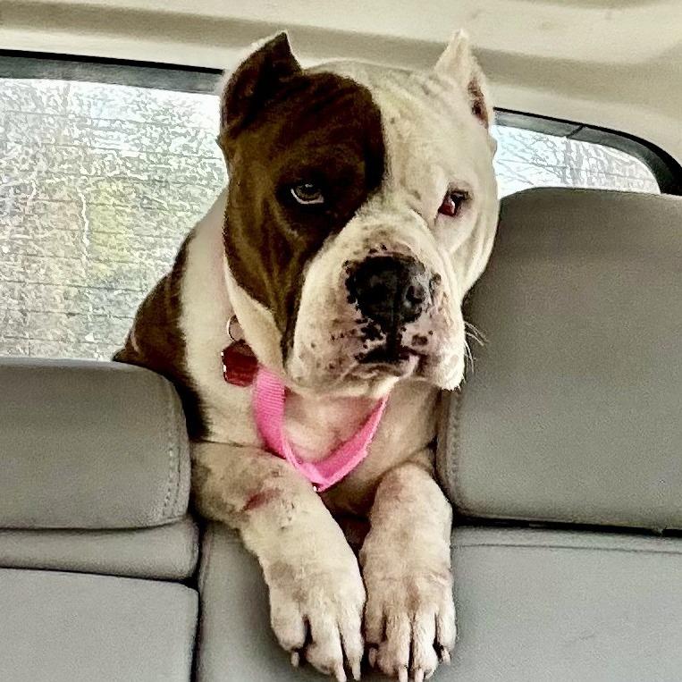 Enlarge Merci, a Adoptable American Staffordshire Terrier in Potomac, MD image 6/6