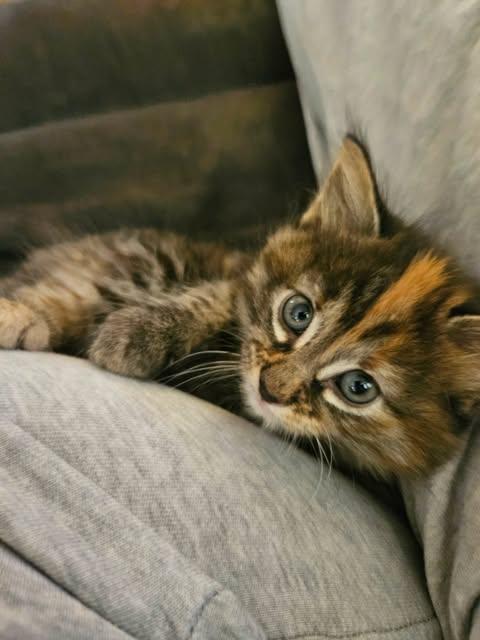 Tigger, Adopted, Young Female Domestic Medium Hair.