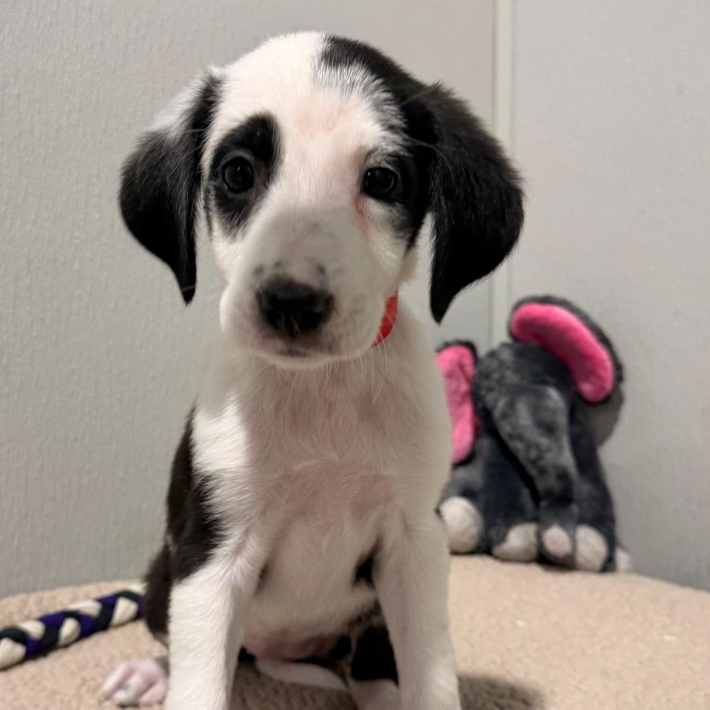 Enlarge Flavia, a Adoptable mixed breed in Tampa, FL image 2/3