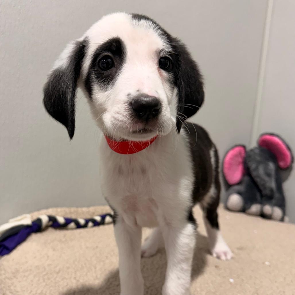 Enlarge Flavia, a Adoptable mixed breed in Tampa, FL image 3/3