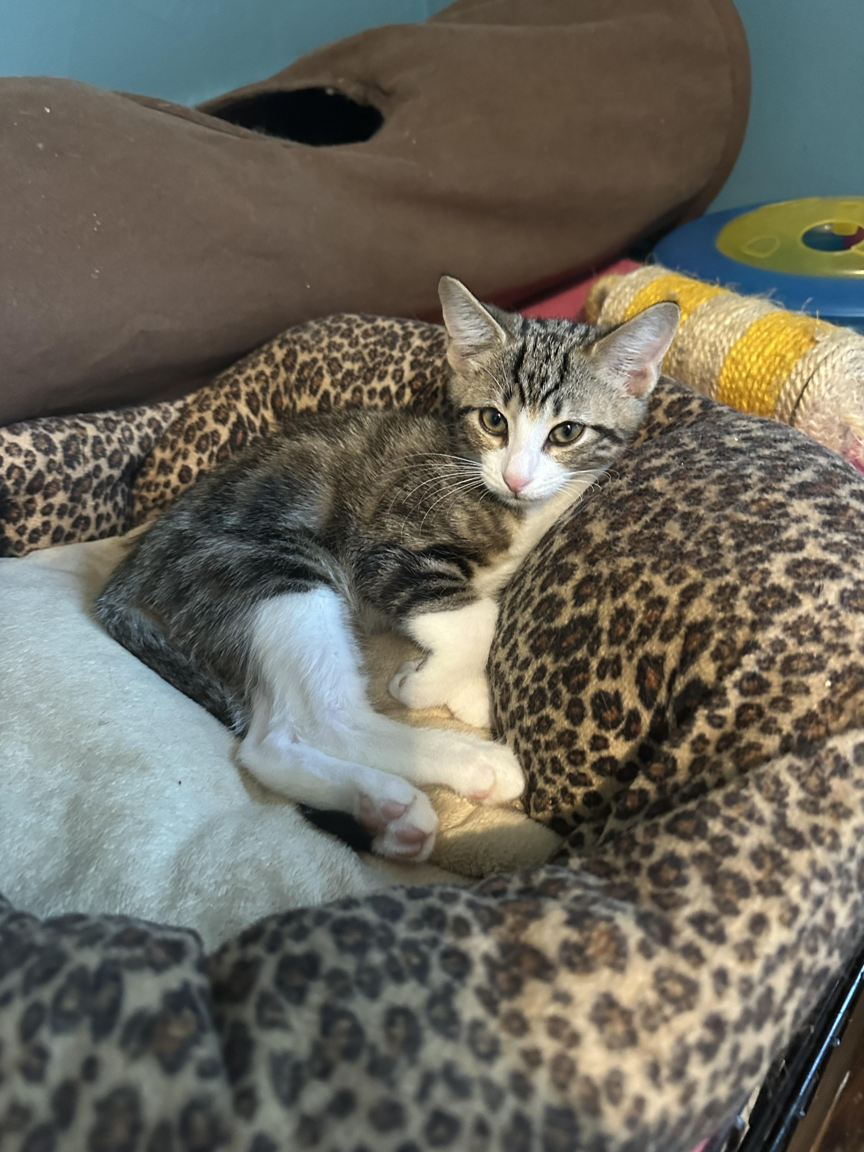 Olive & Peanut (bonded pair)