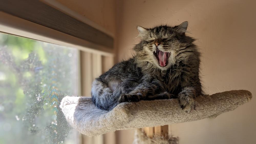 Enlarge Mufasa, a Adoptable Domestic Long Hair in Statesville, NC image 1/2