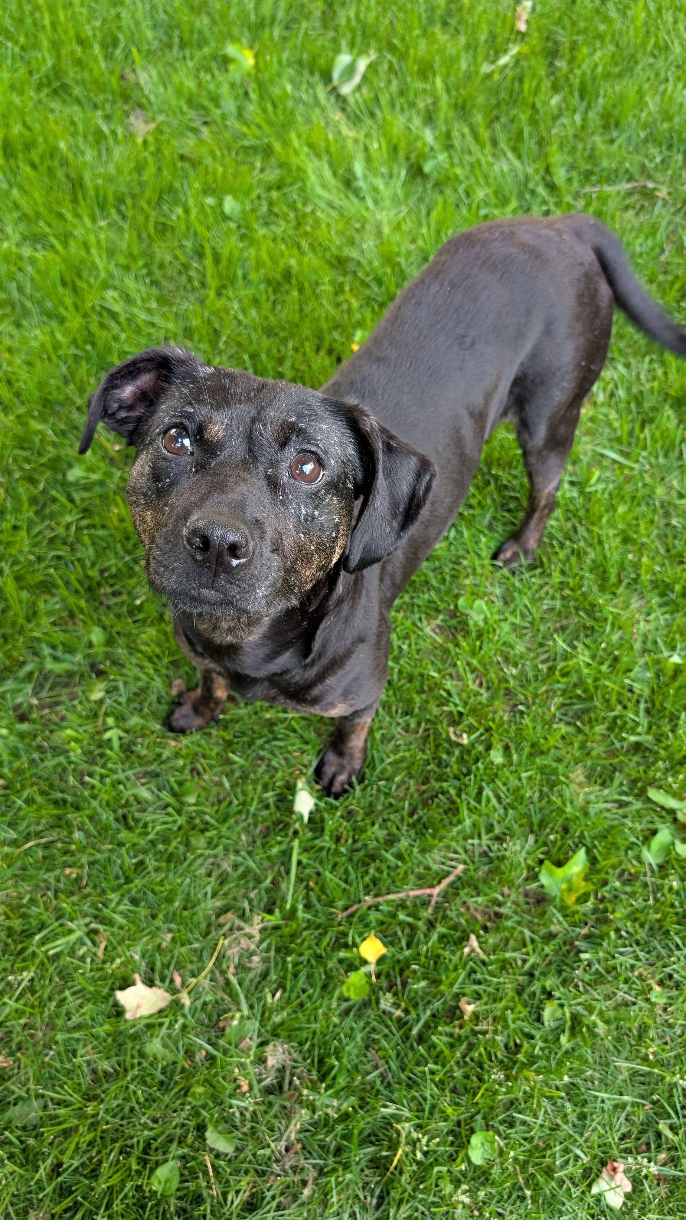 Mishka, a Adoptable Mixed Breed in Oakville, ON image 3/6