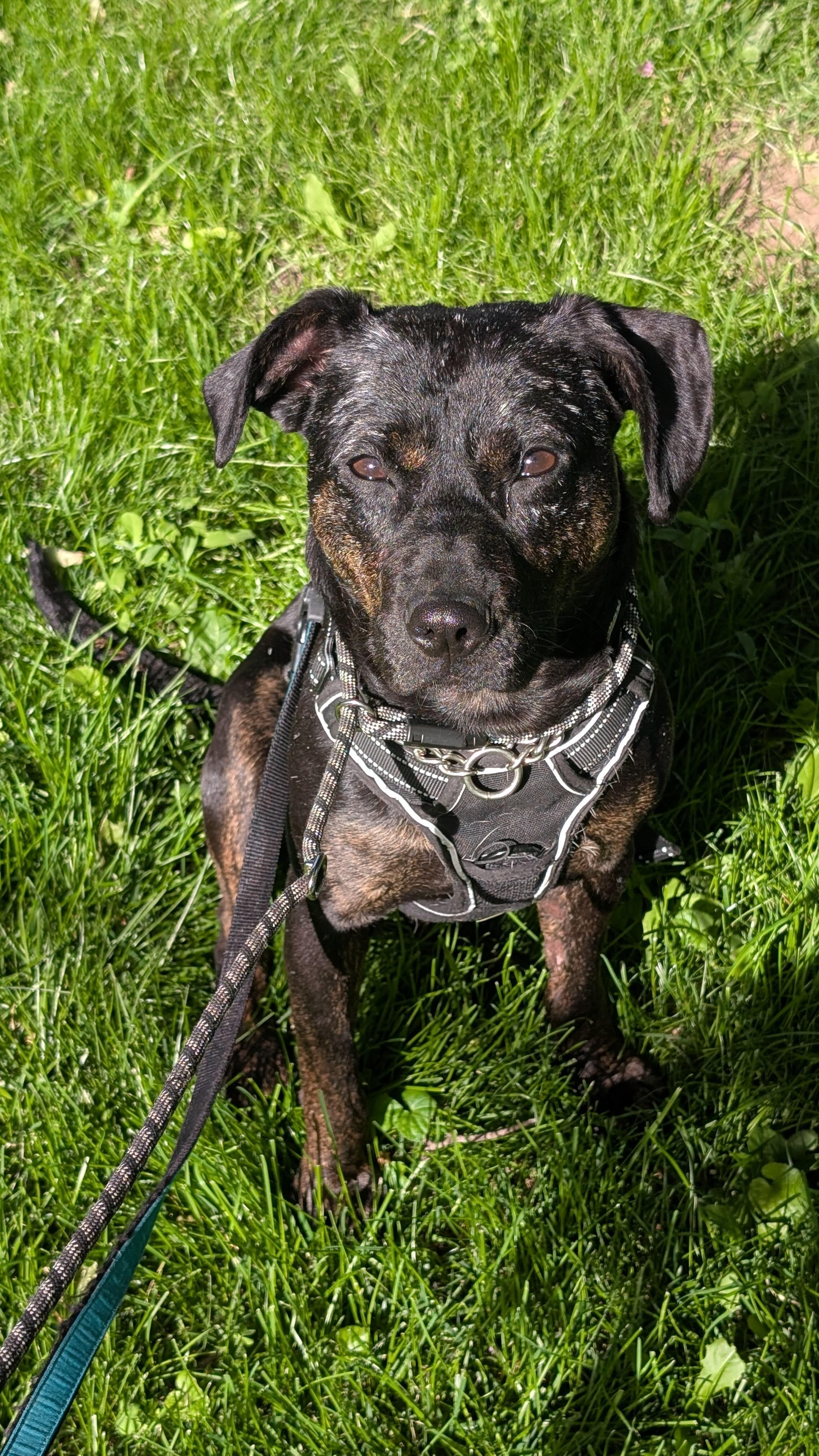 Mishka, a Adoptable Mixed Breed in Oakville, ON image 4/6