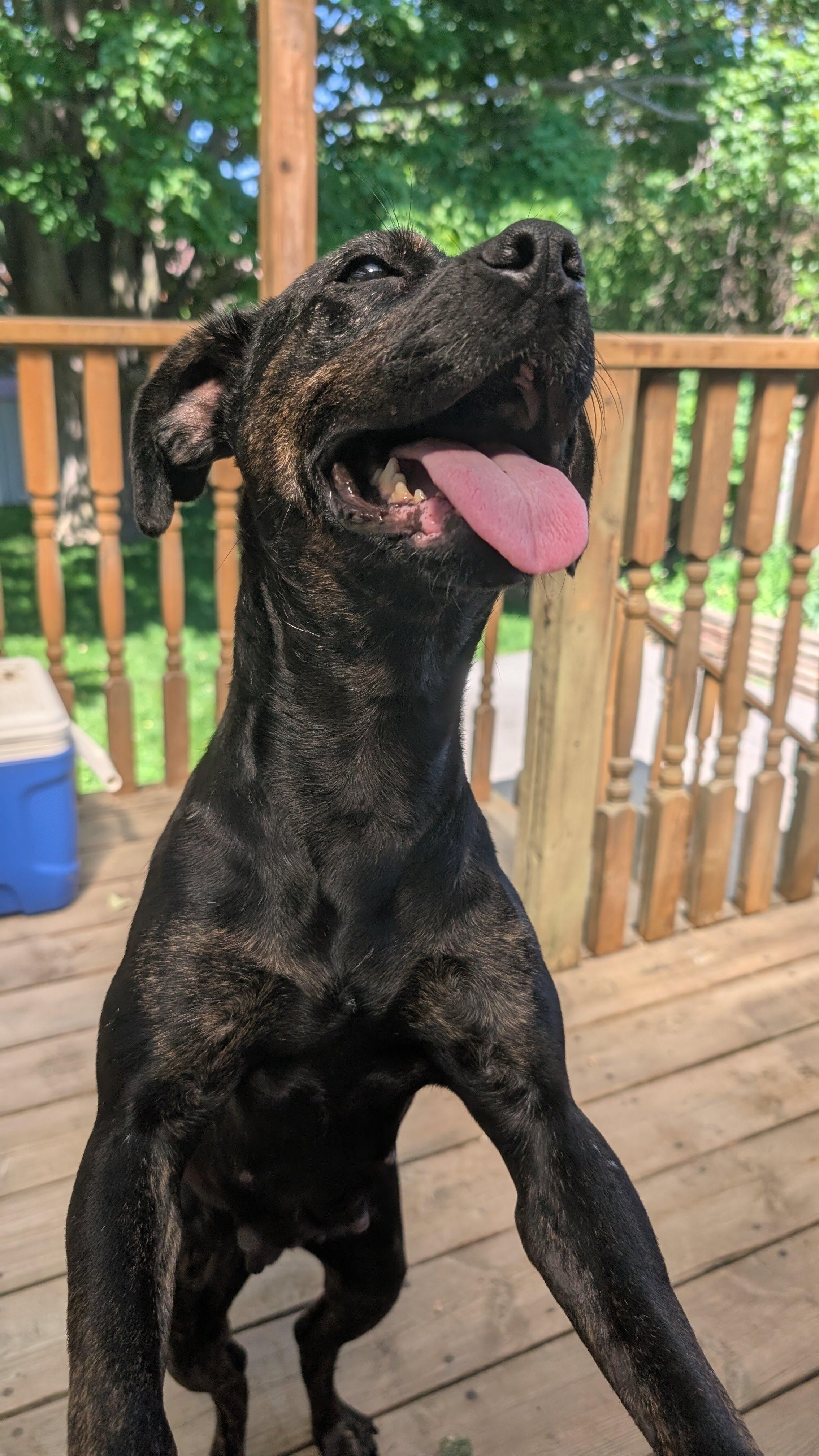 Mishka, a Adoptable Mixed Breed in Oakville, ON image 6/6