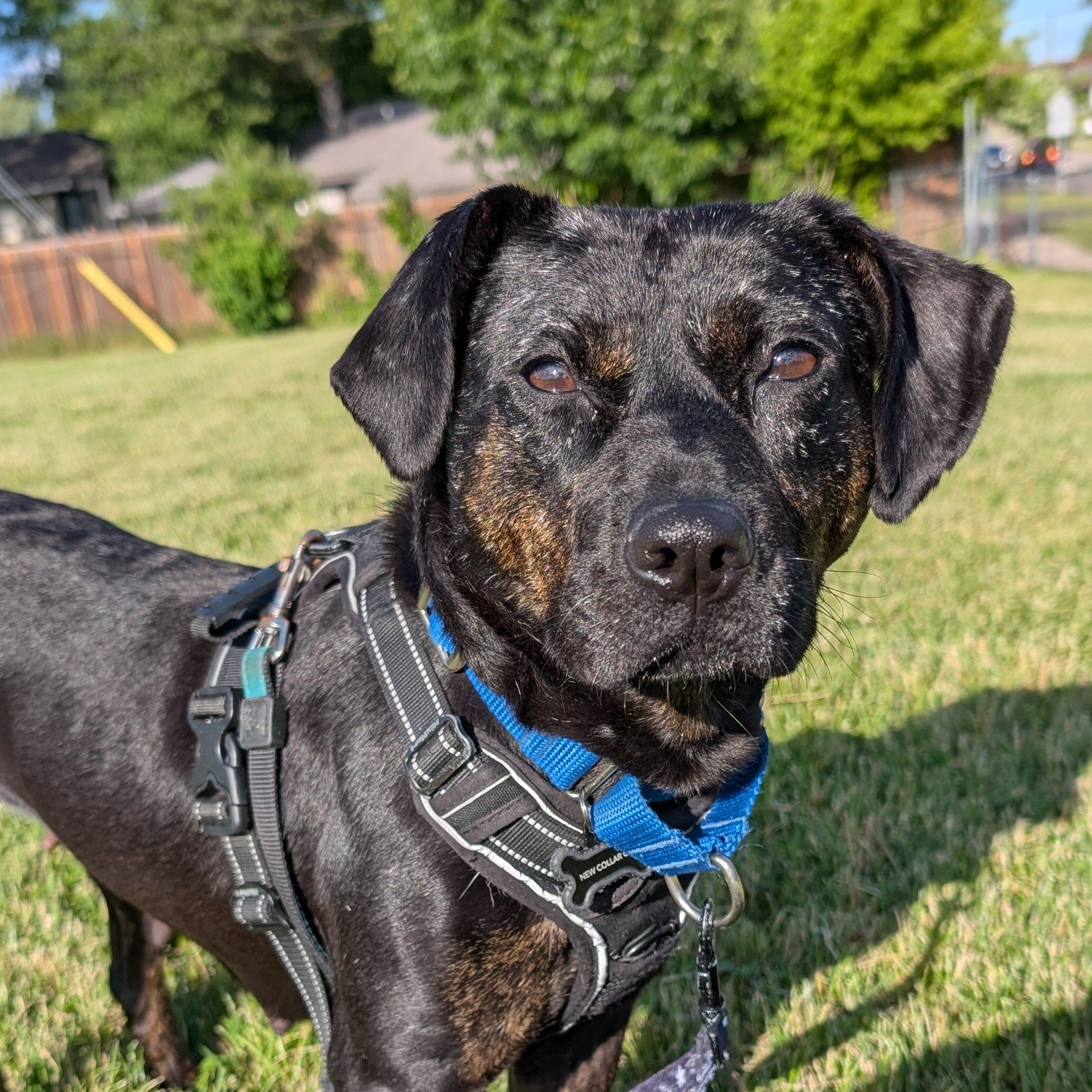 Mishka, a Adoptable Mixed Breed in Oakville, ON image 2/6