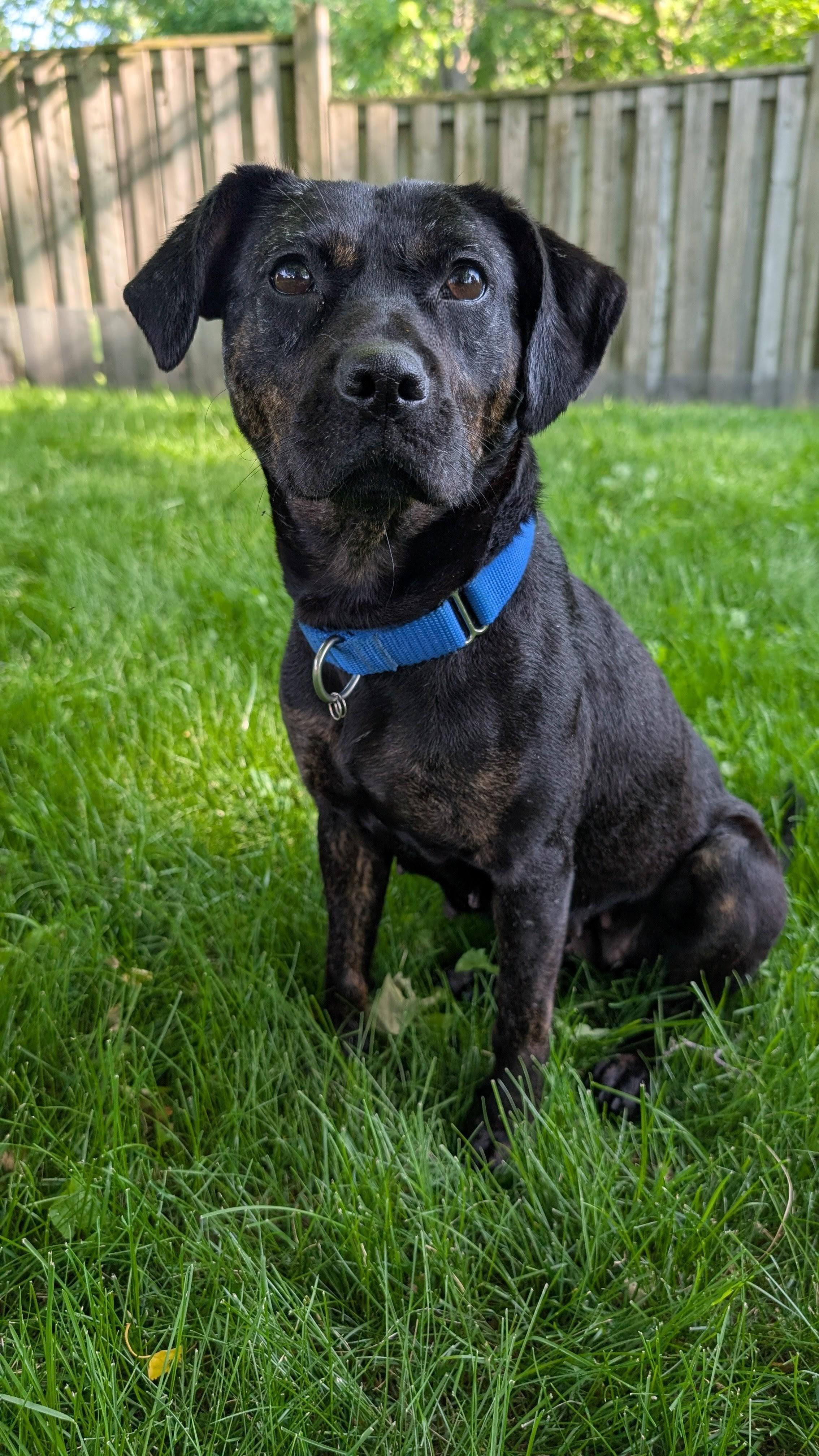 Mishka, a Adoptable Mixed Breed in Oakville, ON image 5/6