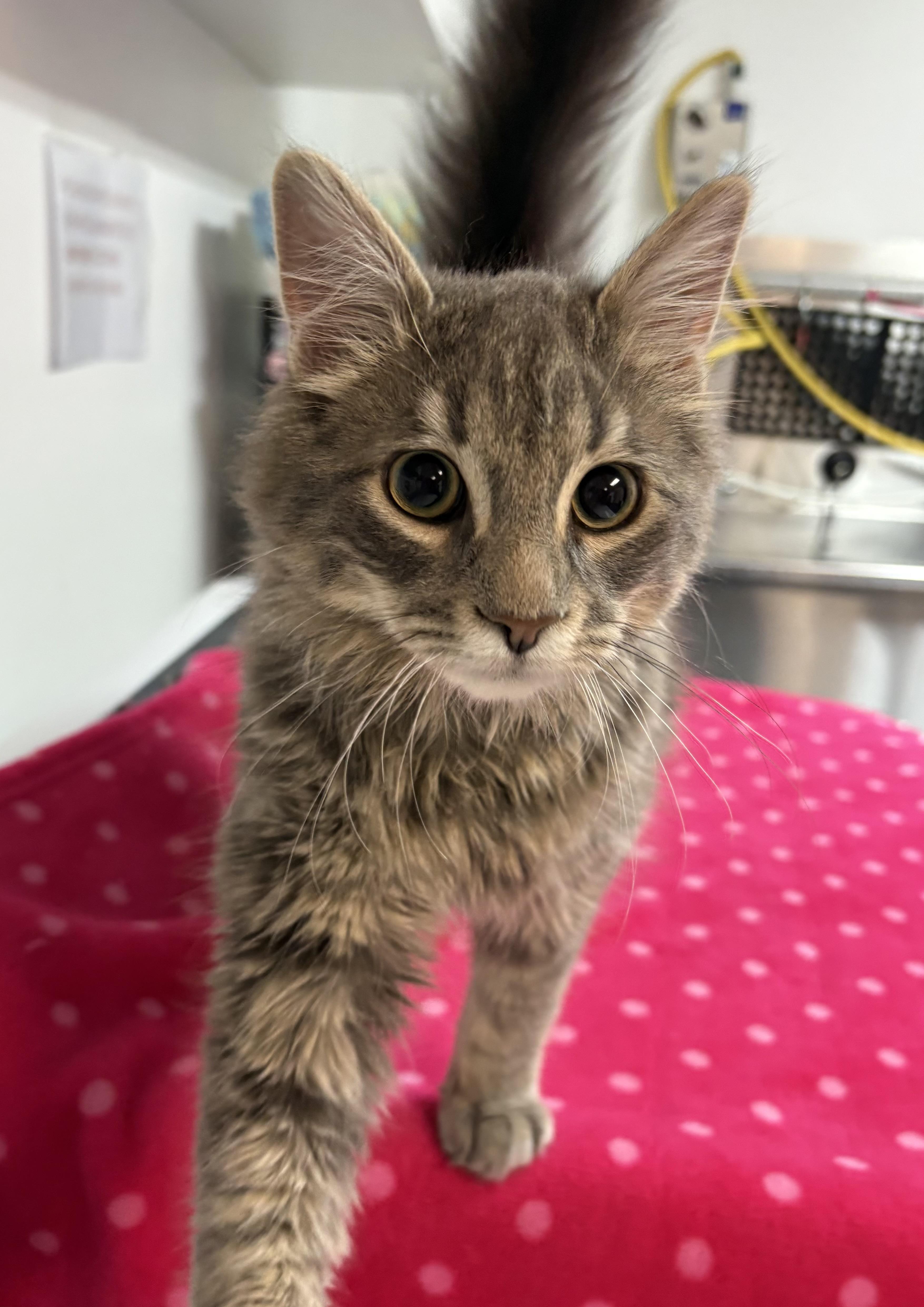 Ash, adopted, Young Male Domestic Long Hair.