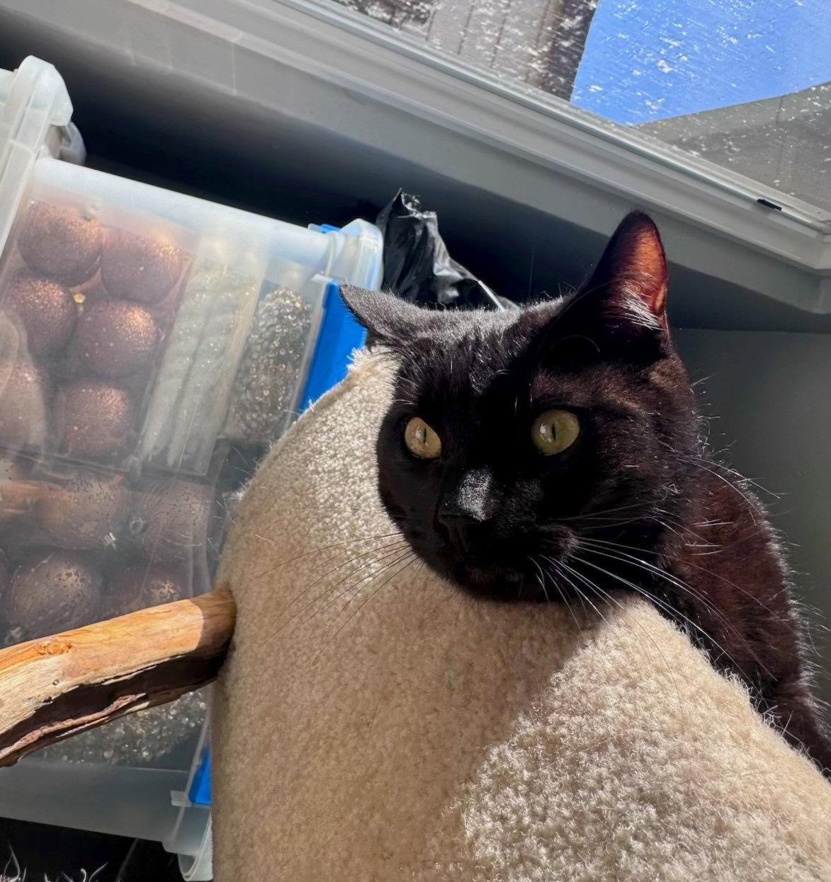 Onix (& Chino), Adopted, Young Male Domestic Short Hair.