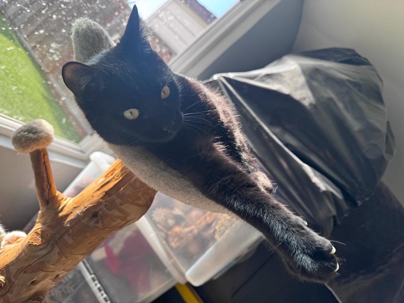 Onix (& Chino), a Adopted Domestic Short Hair in Castro Valley, CA image 2/2
