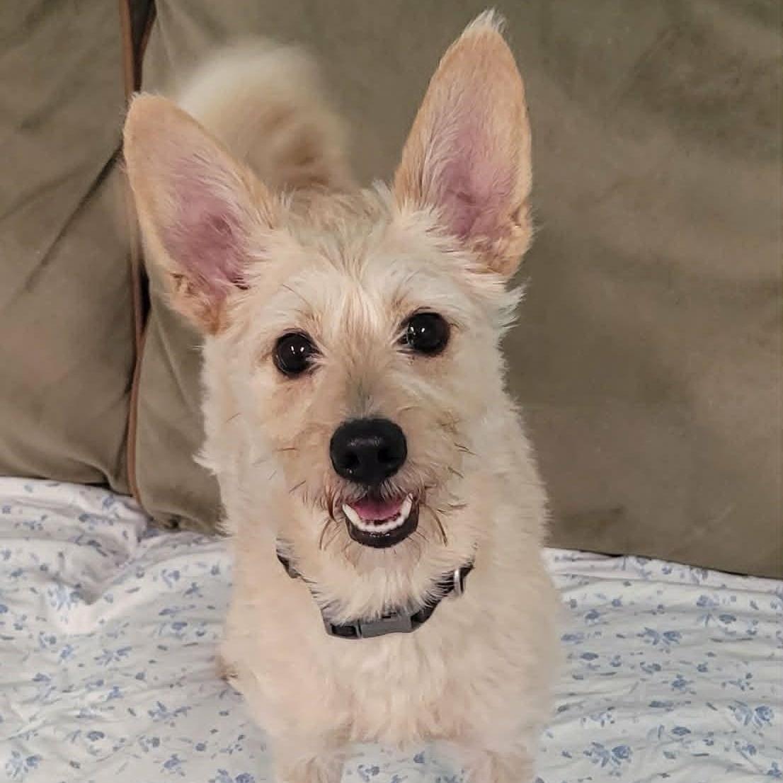 Enlarge Maggie, Silly Terrier Girl, an adopted mixed breed in Meriden, CT image 4/6