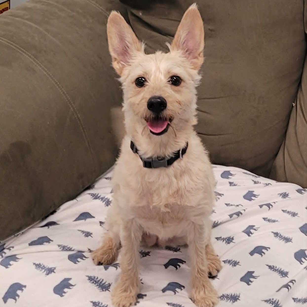 Enlarge Maggie, Silly Terrier Girl, an adopted mixed breed in Meriden, CT image 1/6