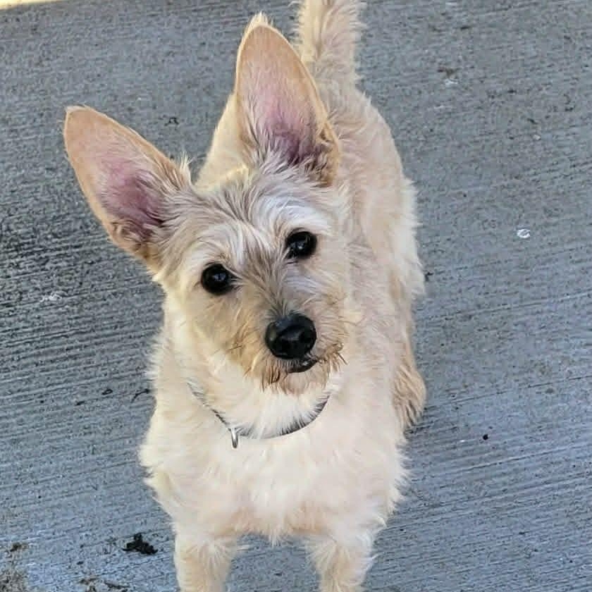 Enlarge Maggie, Silly Terrier Girl, an adopted mixed breed in Meriden, CT image 5/6
