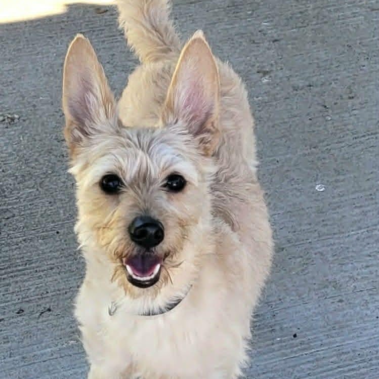 Enlarge Maggie, Silly Terrier Girl, an adopted mixed breed in Meriden, CT image 6/6
