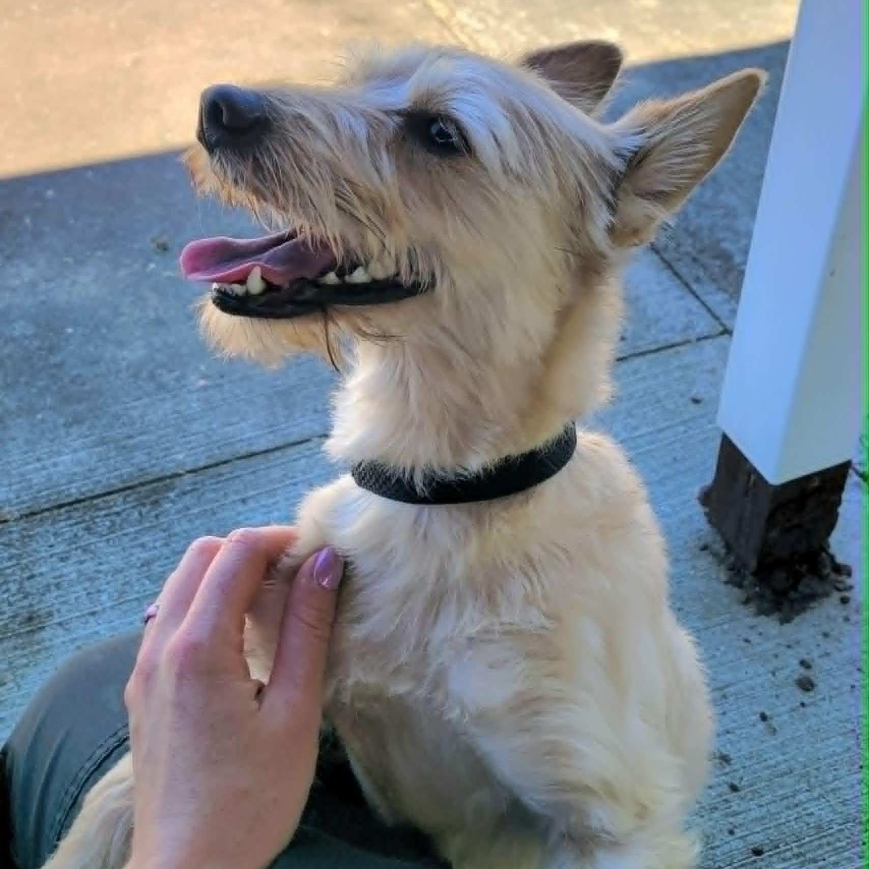 Enlarge Maggie, Silly Terrier Girl, an adopted mixed breed in Meriden, CT image 3/6
