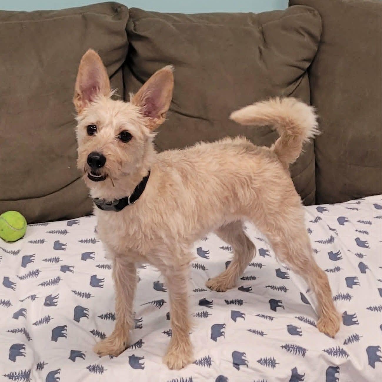 Enlarge Maggie, Silly Terrier Girl, an adopted mixed breed in Meriden, CT image 2/6