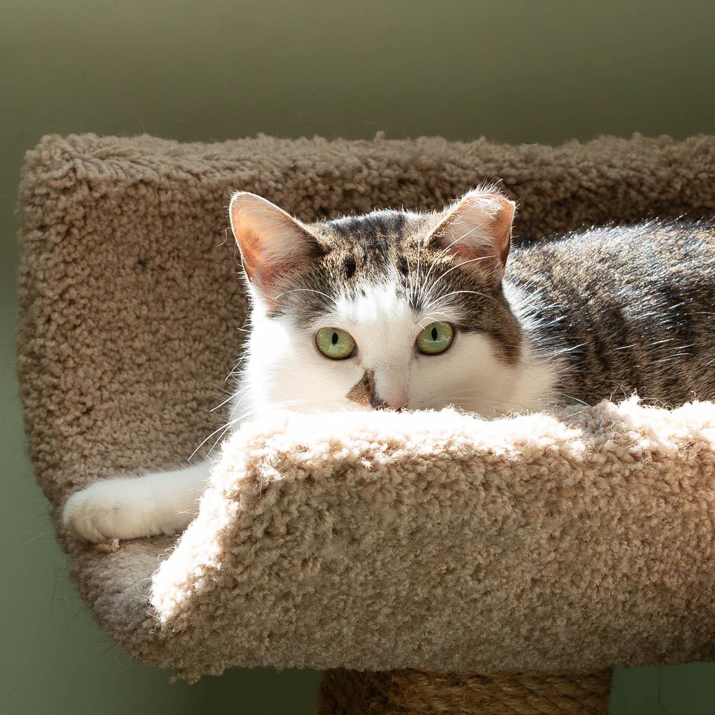 Enlarge Kelsey, an adoptable mixed breed in Briarcliff Manor, NY image 3/6