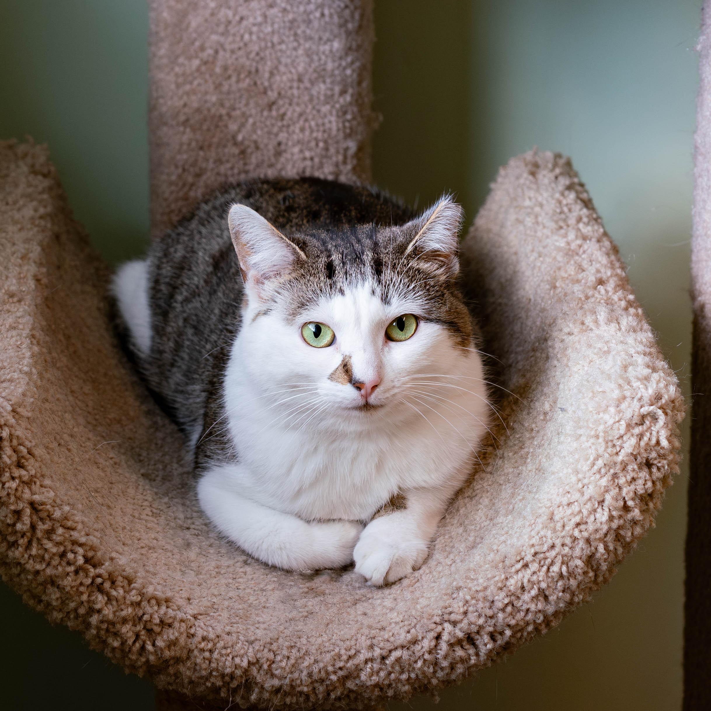 Enlarge Kelsey, an adoptable mixed breed in Briarcliff Manor, NY image 2/6