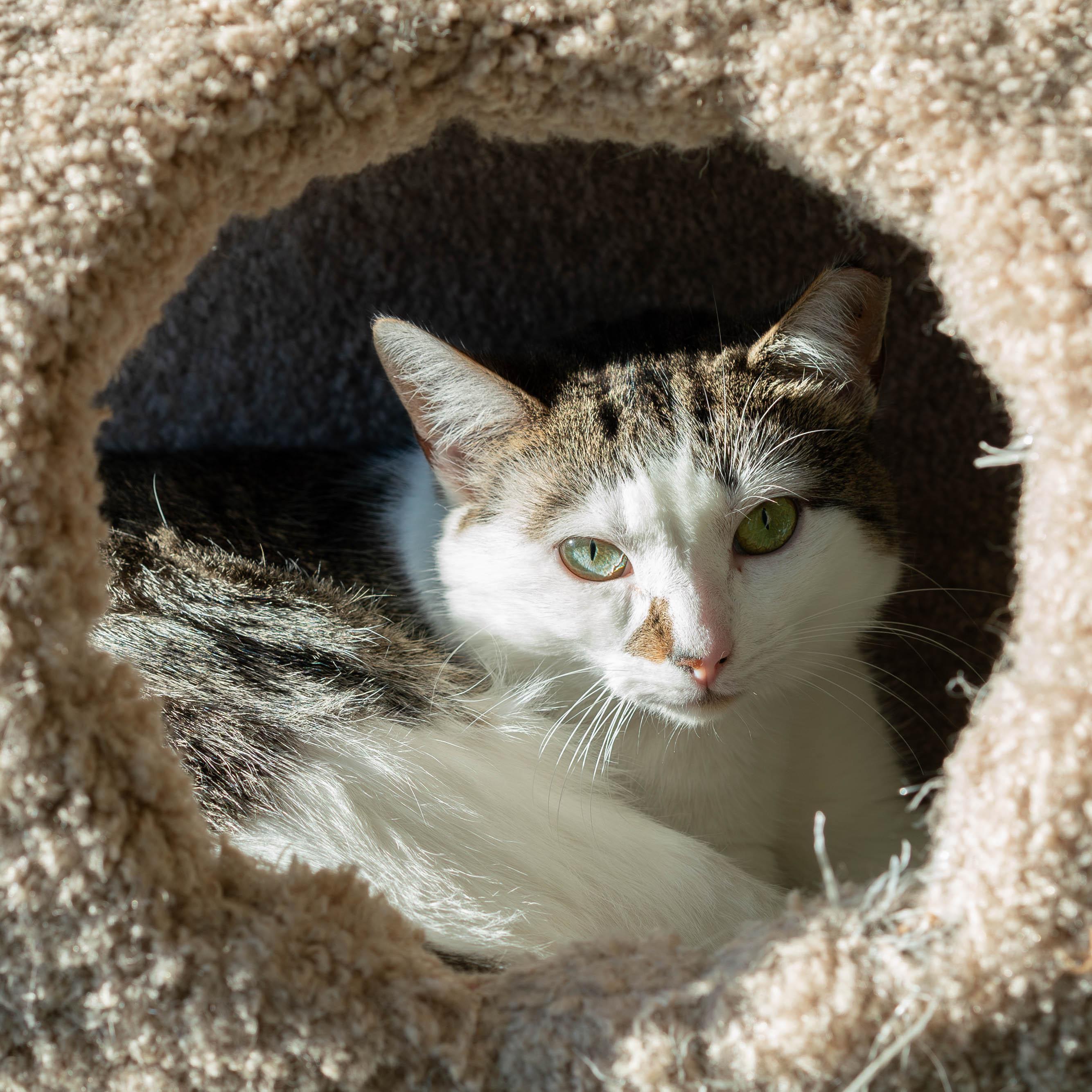 Enlarge Kelsey, an adoptable mixed breed in Briarcliff Manor, NY image 4/6