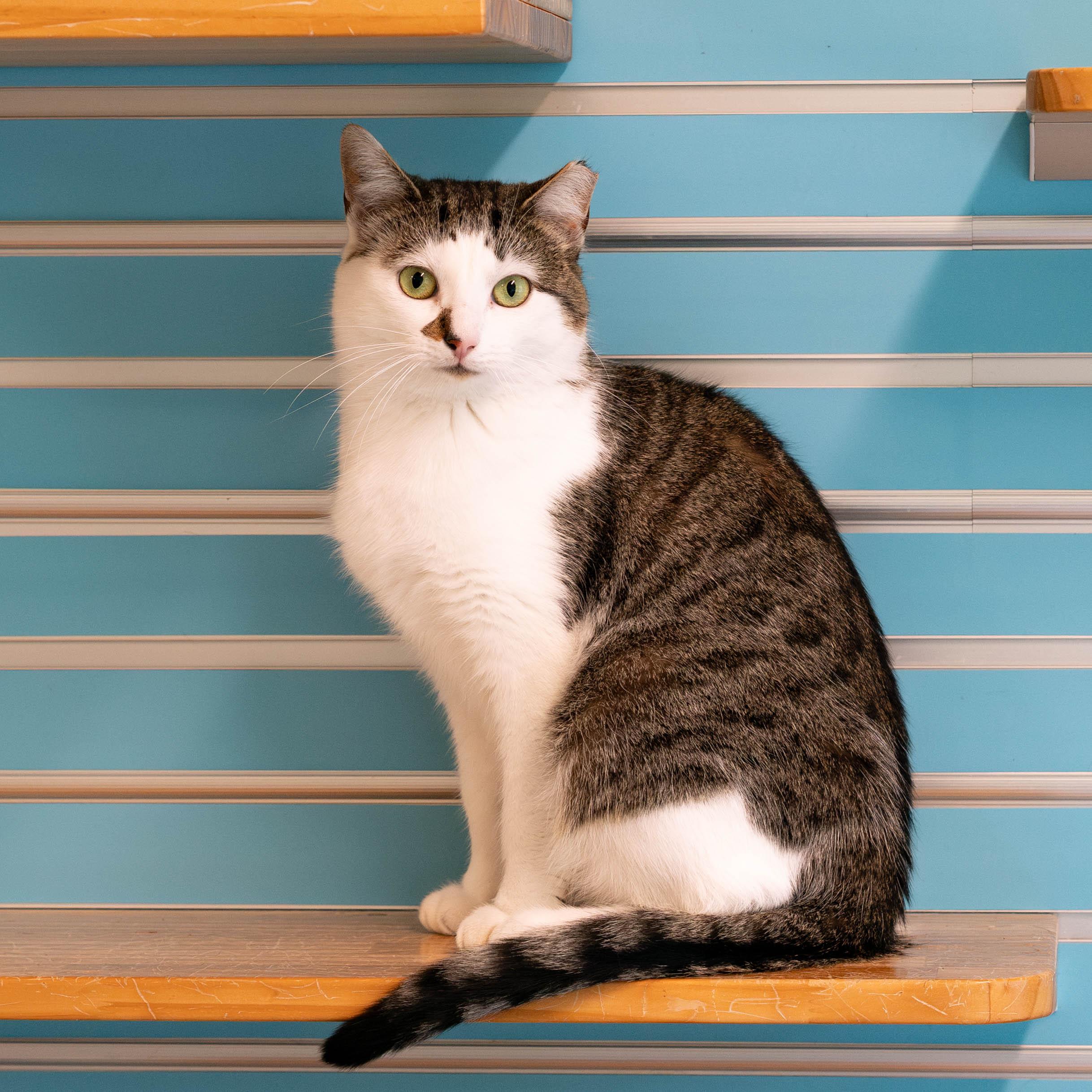 Enlarge Kelsey, an adoptable mixed breed in Briarcliff Manor, NY image 1/6