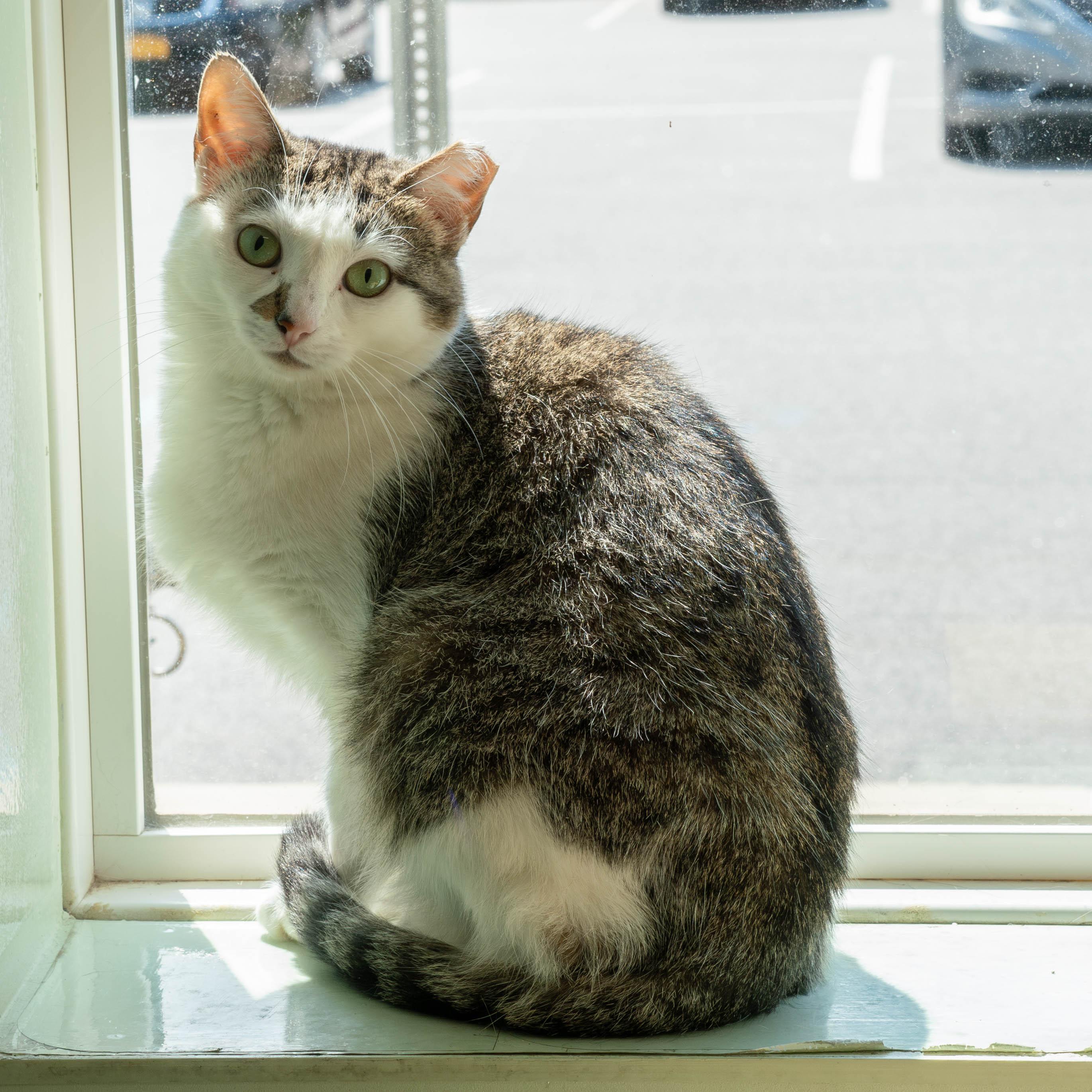 Enlarge Kelsey, an adoptable mixed breed in Briarcliff Manor, NY image 5/6
