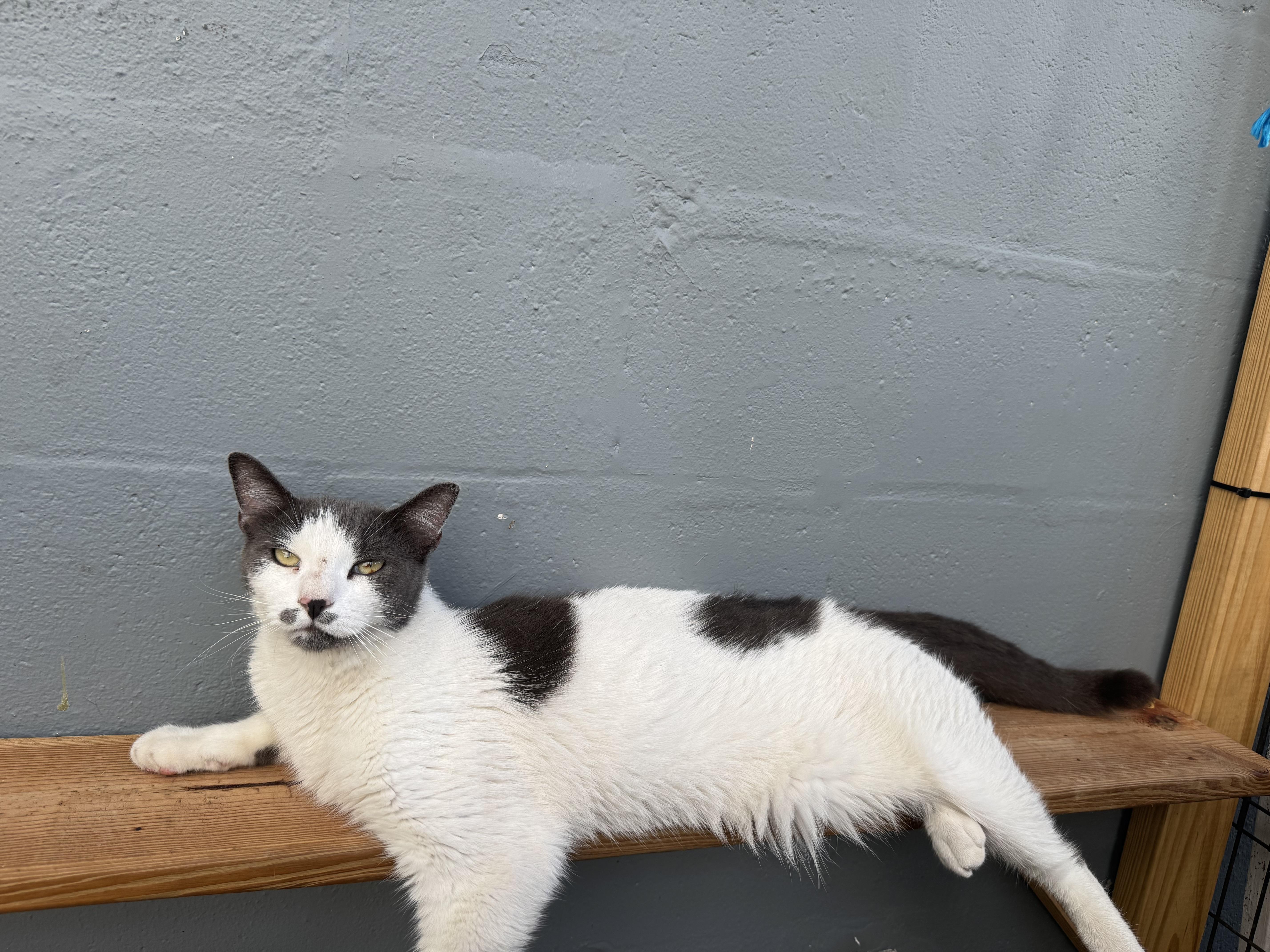 Enlarge Ponyo, a Adoptable Domestic Short Hair in largo, FL image 3/3