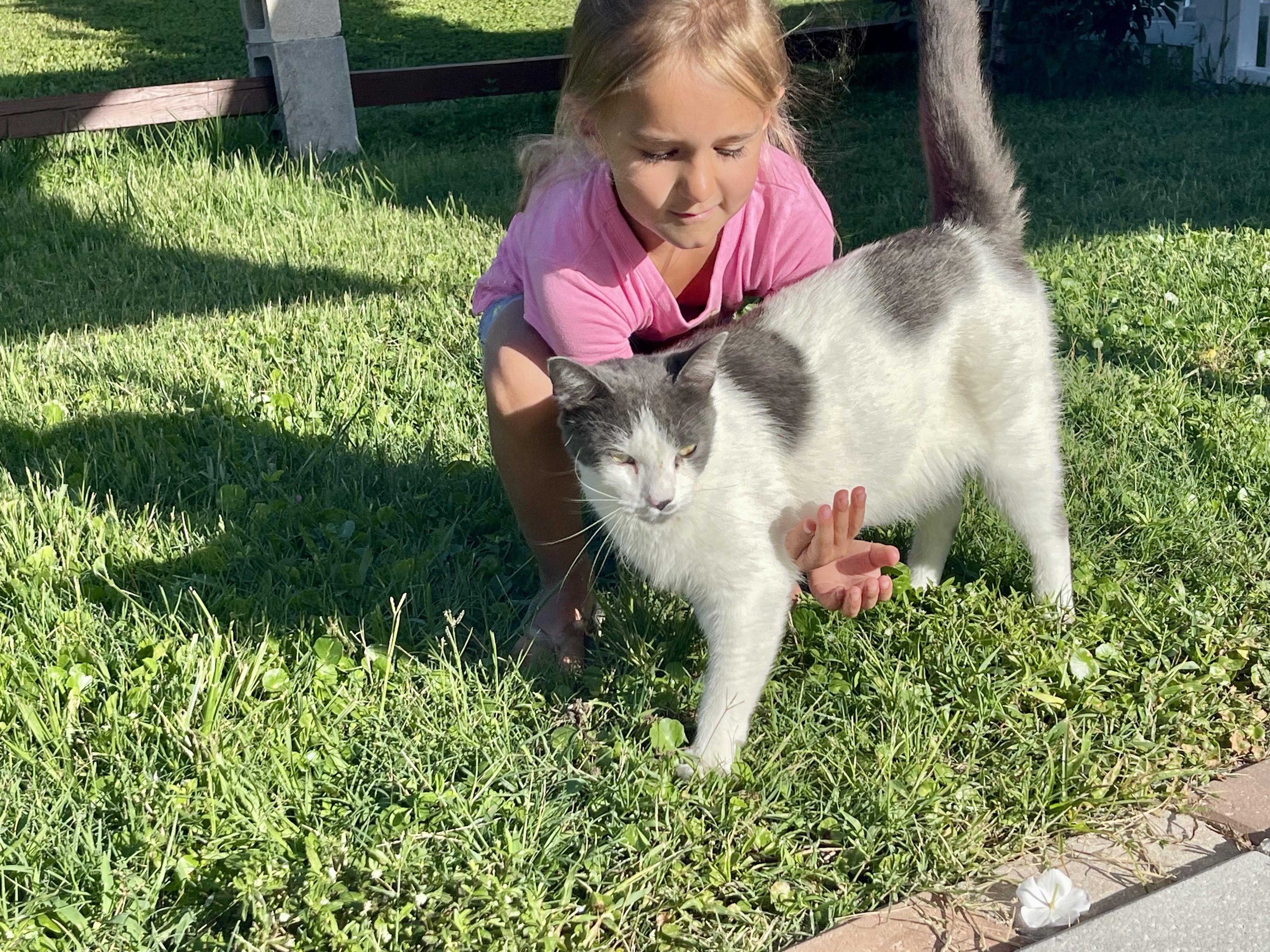 Enlarge Ponyo, a Adoptable Domestic Short Hair in largo, FL image 2/3