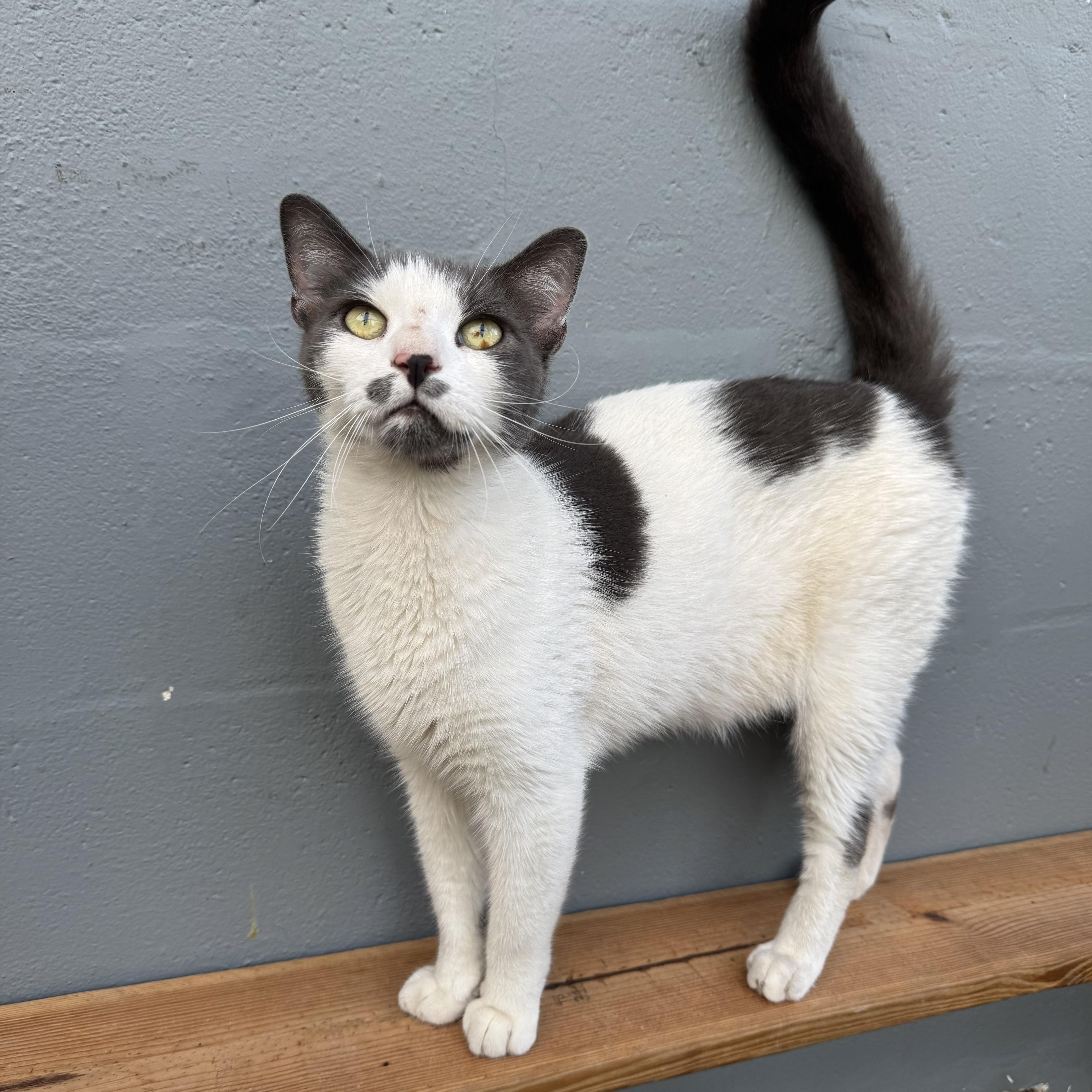 Ponyo, Adoptable, Adult Female Domestic Short Hair.