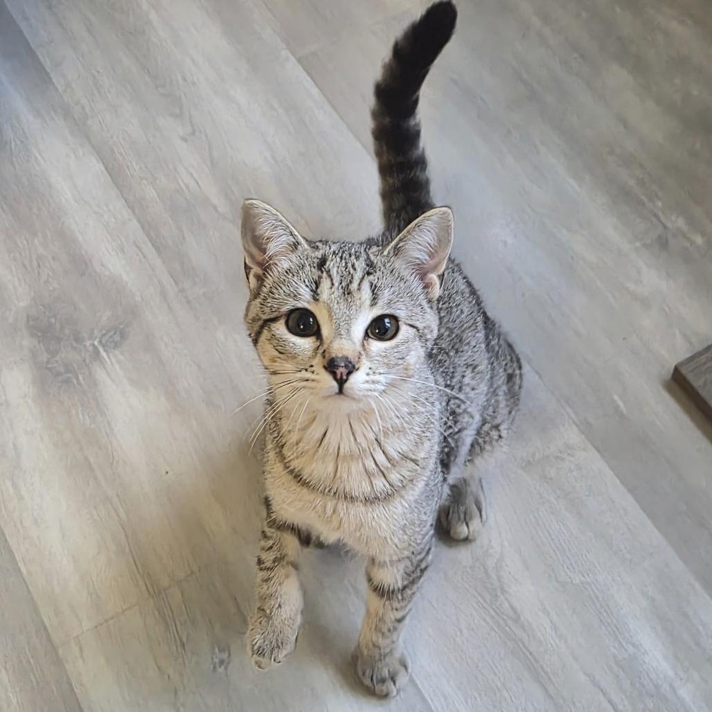 Heather Gummer, Adoptable, Young Female Domestic Short Hair.